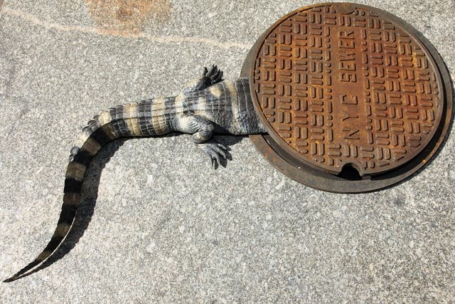 <p>Alligator going into a NYC Sewer Drain </p>