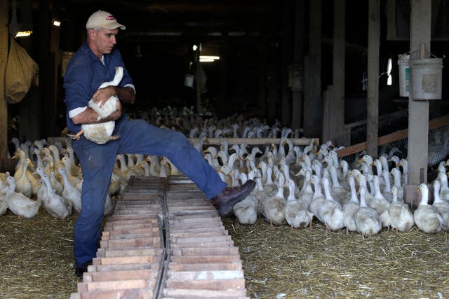 <p>Doug Corwin, owner of Crescent Duck Farm, carries a female duck used for breeding in 2014 in Aquebogue, New York. Millions of birds have been killed in response to the spread of H5N1 bird flu. While the virus hasn’t spread between humans, scientists worry about it spreading while airborne</p>