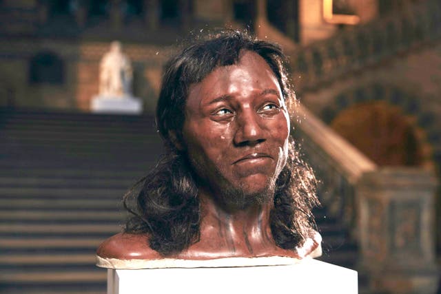 <p>Image of Cheddar Man who lived 10,000 years ago and had dark skin and blue eyes</p>