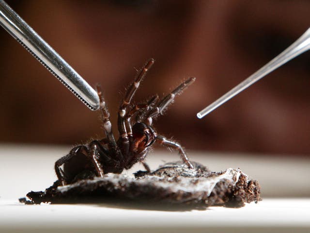 <p>A funnel-web spider ready to be milked for its venom</p>