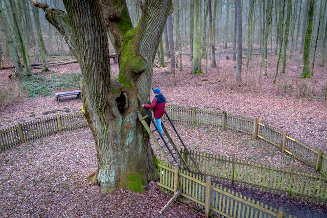 <p>A passerby climbs up a ladder of the Bridegroom's Oak</p>