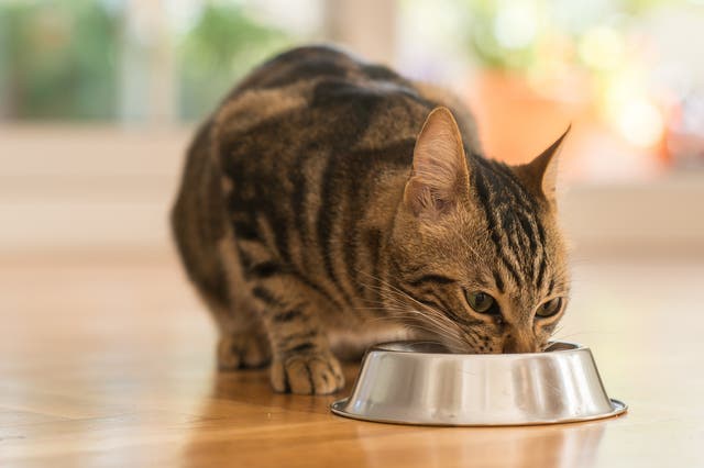 <p>Cat food recalled due to possible bird flu risk</p>