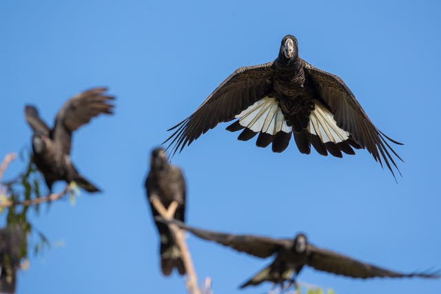 <p>Carnaby’s black cockatoo is one of the species that forms the basis of the case</p>