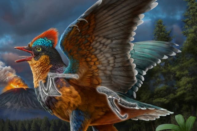 <p>Until now, Archaeopteryx was the only unquestionable bird known from the Jurassic, which ended roughly 145 million years ago</p>