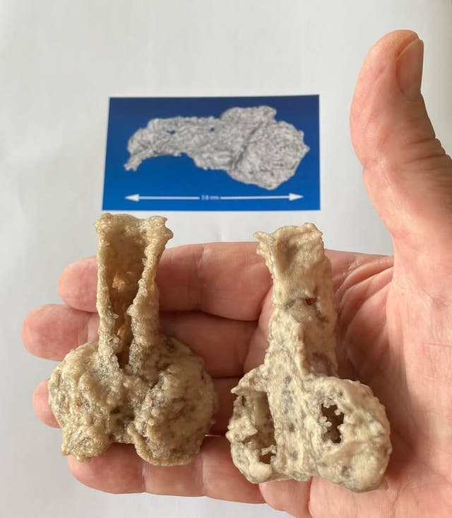 <p>3D printouts of the Palaeospondylus australis holotype, enlarged x20</p>