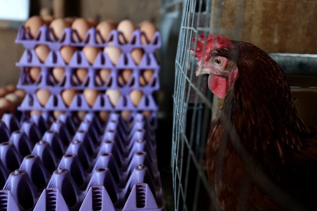 <p>Groups of bipartisan senators are writing to newly-confirmed Agriculture Secretary Brooke Rollins in an attempt to fast track the nation’s response to bird flu outbreaks tied to a nationwide egg shortage. They said that a ‘new urgency’ is required</p>