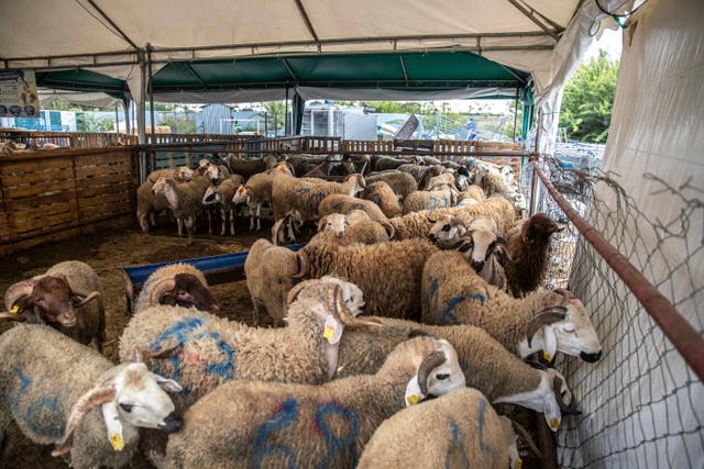 <p>King Mohammed VI of <a href="morocco.html">Morocco</a> has urged citizens to forgo the traditional purchase of <a href="sheep.html">sheep</a> for sacrifice </p>
