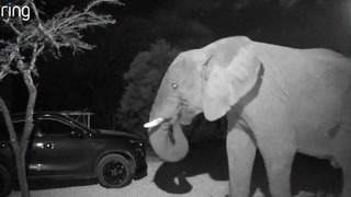 Elephant captured walking up couple’s driveway on Ring doorbell camera