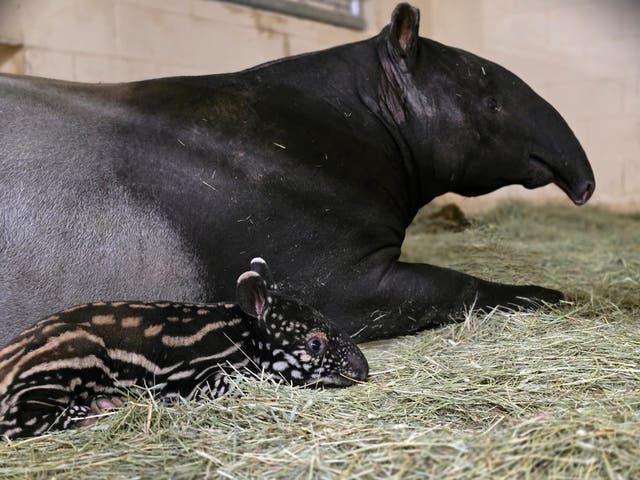 <p>An endangered Malayan tapir calf was just born at Washington’s Point Defiance Zoo and Aquarium. The baby marks the second birth in more than a century at the zoo</p>