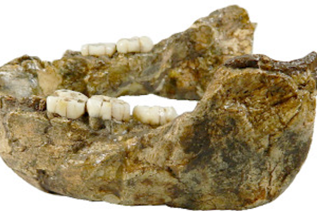<p>Fossil jaw specimen of Paranthropus capensis</p>