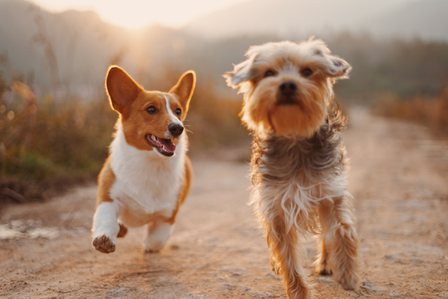 <p>Two dogs running outside</p>